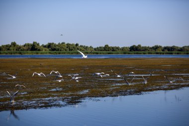Pelecanus onocrotalus doğal çevre, Tuna Deltası 