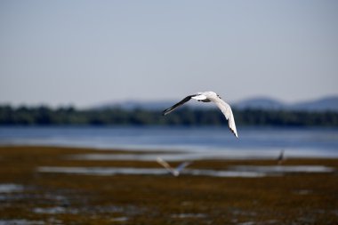 Larus argentatus Tuna Delta Ro doğal ortamda