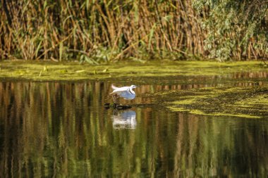 doğal ortamda, Tuna Deltası Romanya beyaz ak balıkçıl