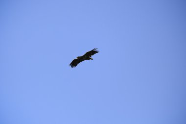 Aquila clanga doğal çevre, Tuna Deltası Romanya