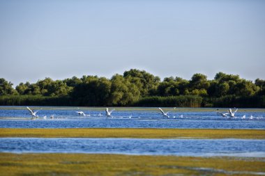 Pelecanus onocrotalus doğal çevre, Tuna Deltası 