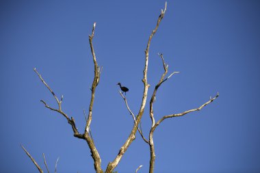 Plegadis falcinellus doğal ortamda, Tuna Delta Ro