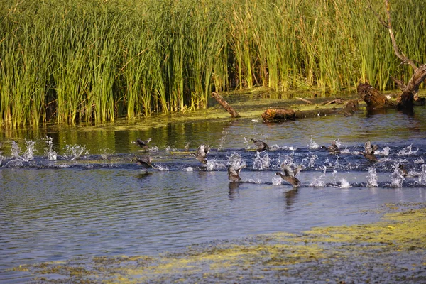 Ankor i en naturlig miljö, den Danube deltan Rumänien — Stockfoto