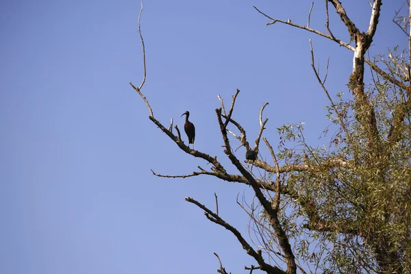 Plegadis falcinellus em ambiente natural, o Danúbio Delta Ro — Fotografia de Stock