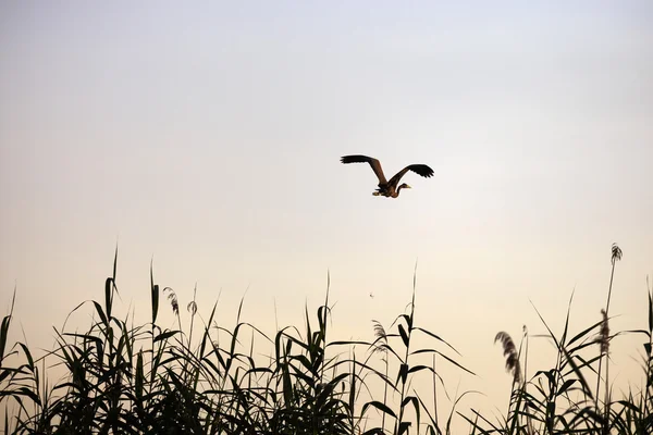Ardeola purpurea in ambiente naturale, il Delta del Danubio — Foto Stock