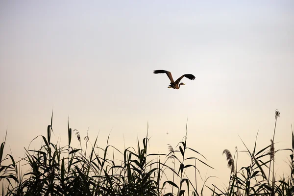 Ardeola purpurea in natuurlijke omgeving, de Donaudelta — Stockfoto