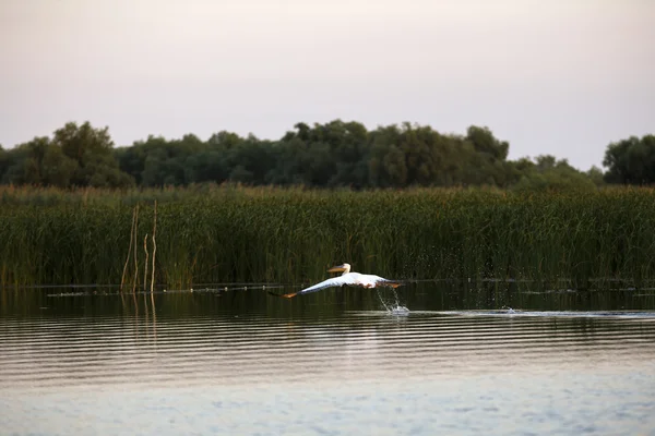 Pelecanus onocrotalus o ambiente natural, o Delta do Danúbio — Fotografia de Stock