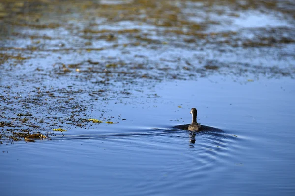 Kachny v přirozeném prostředí, Rumunsko Delta Dunaje — Stock fotografie