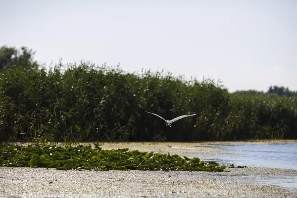 Ardea cinerea in der natürlichen Umgebung, dem römischen Donaudelta — Stockfoto