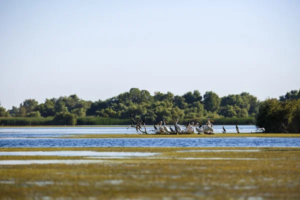 Pelecanus onocrotalus die natürliche Umgebung, das Donaudelta — Stockfoto