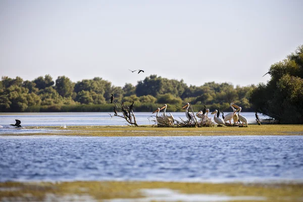 Pelecanus onocrotalus l'ambiente naturale, il Delta del Danubio — Foto Stock