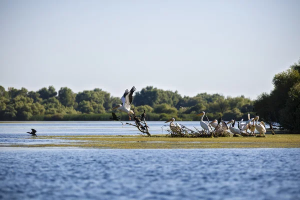 Pelecanus onocrotalus l'ambiente naturale, il Delta del Danubio — Foto Stock
