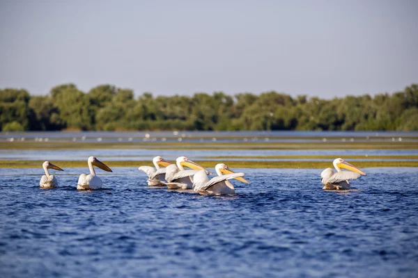 Pelecanus onocrotalus the natural environment, the Danube Delta — Stock Photo, Image