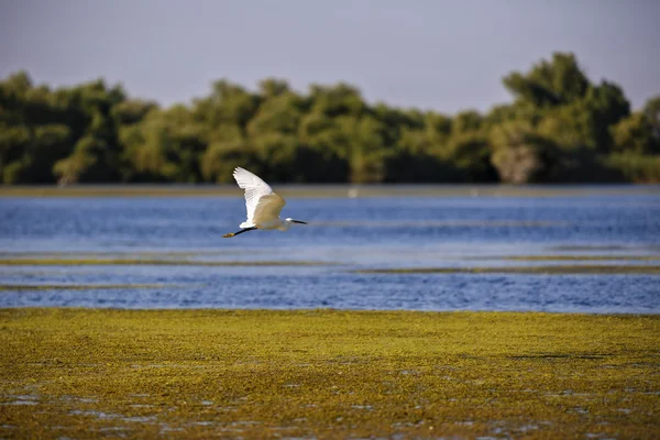 Garça branca em ambiente natural, o Danúbio Delta Romênia — Fotografia de Stock