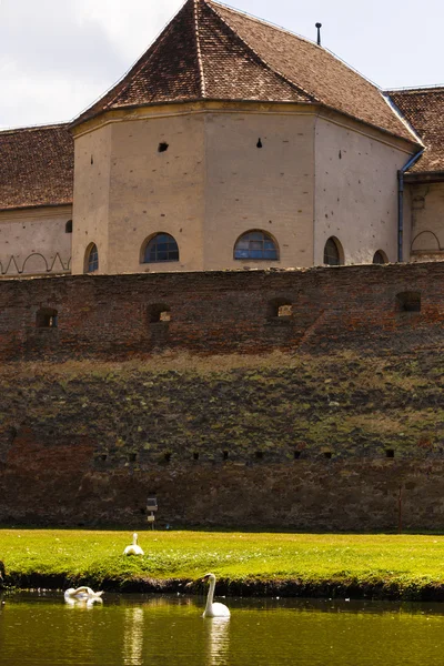 Weißer Schwan auf einem See in der Nähe der Burg fagaras Rumänien — Stockfoto