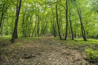 gizemli orman, Hoia-Baciu, Romanya Yakın Cluj