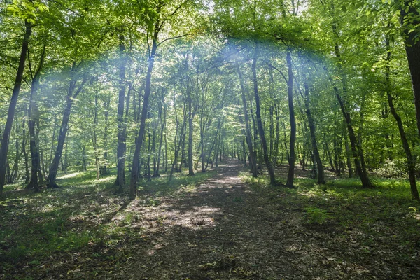Titokzatos erdő, Hoia-Baciu, Romania Cluj közelében — Stock Fotó