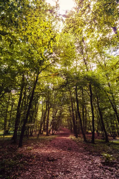 Titokzatos erdő, Hoia-Baciu, Romania Cluj közelében — Stock Fotó