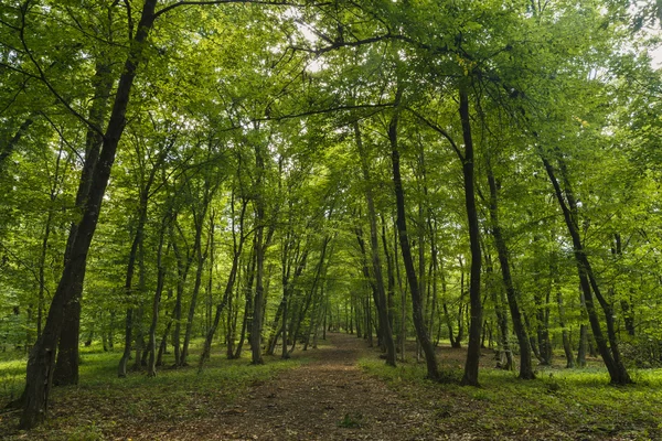 gizemli orman, Hoia-Baciu, Romanya Yakın Cluj