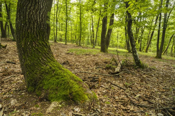 Foresta misteriosa, Hoia-Baciu, Romania Vicino Cluj — Foto Stock