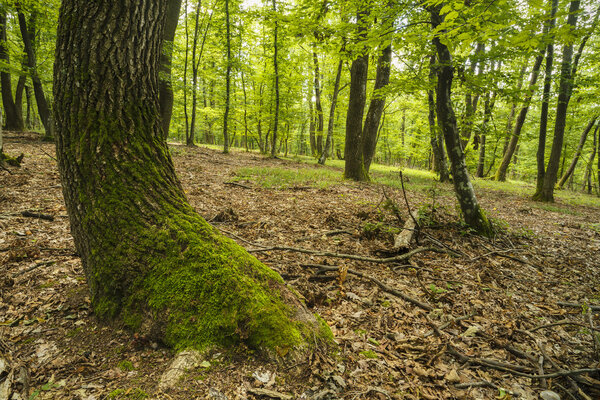таинственный лес, Хойя-Бачиу, Румыния
