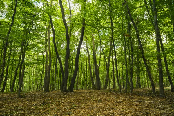 罗马尼亚Hoia-Baciu Cluj附近的神秘森林 — 图库照片