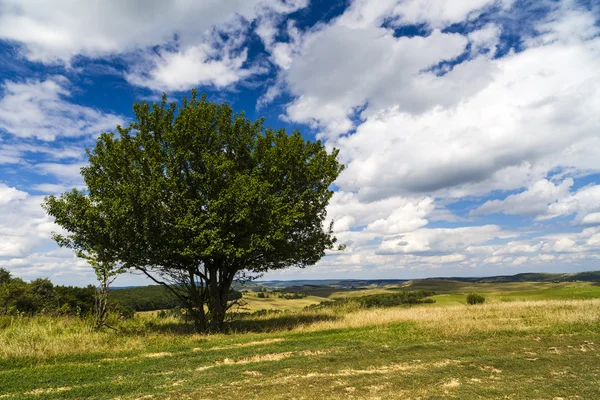 Jeden strom na kopci na farmě — Stock fotografie