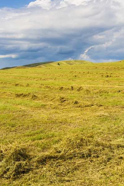 Bellissimo paesaggio con erba su una collina — Foto Stock