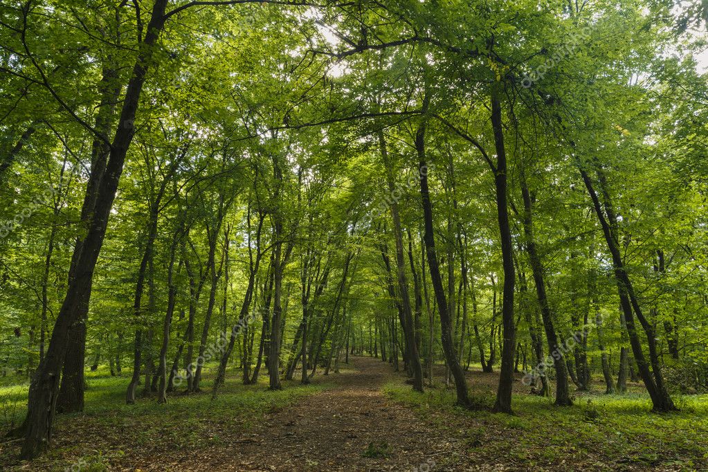 Hoia Baciu Forest Pictures Hoia Baciu Forest Stock Photos Images Depositphotos