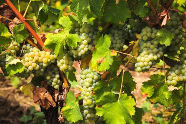 bir çiftlikte bağ beyaz üzüm