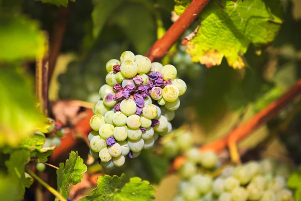 Weiße Trauben im Weinberg auf einem Bauernhof — Stockfoto