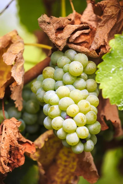 Vita druvor i vingården på en gård — Stockfoto