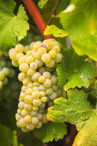 Bílé hrozny na vinici na farmě — Stock fotografie
