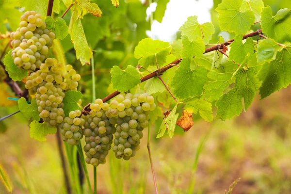Raisins blancs dans le vignoble sur une ferme — Photo