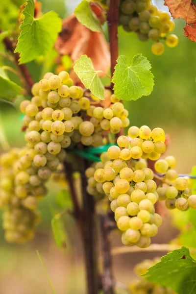 Raisins blancs dans le vignoble sur une ferme — Photo