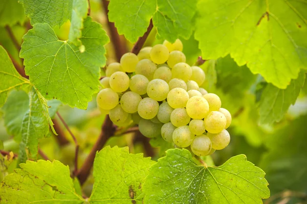 Raisins blancs dans le vignoble sur une ferme — Photo