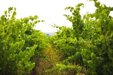 Hill üzüm ile geleneksel yöntemi ile kaplı.