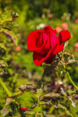 görüntü olarak güzel renkli gül bahçesinde bulanıklık