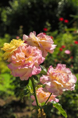 görüntü olarak güzel renkli gül bahçesinde bulanıklık