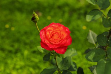 görüntü olarak güzel renkli gül bahçesinde bulanıklık