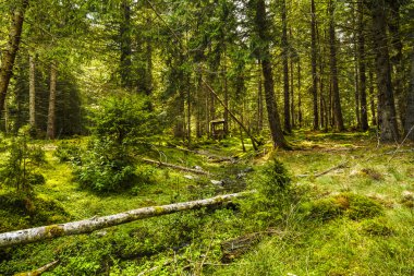 bir çam ormanı ile akar bir dağ nehir
