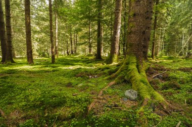 ağaçlar kaslarının tam bir çam ormanı