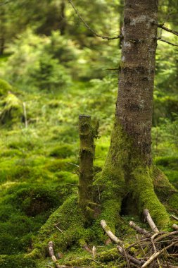 ağaçlar kaslarının tam bir çam ormanı