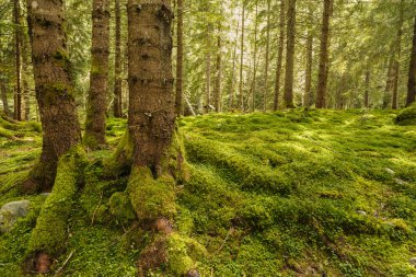 ağaçlar kaslarının tam bir çam ormanı