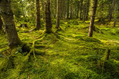 ağaçlar kaslarının tam bir çam ormanı