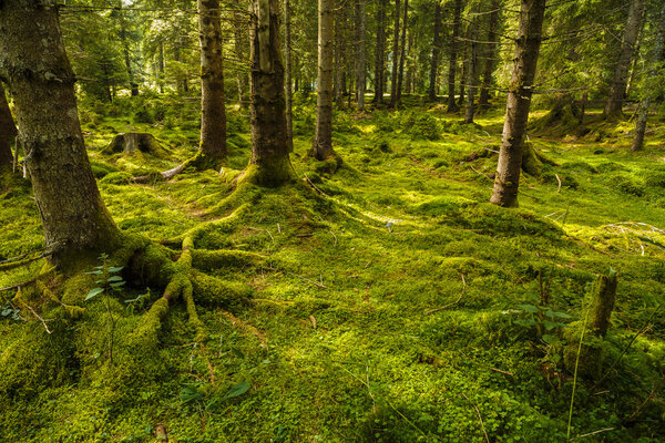 сосновый лес с деревьями, полными мышц
