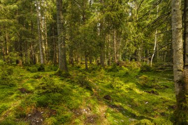 ağaçlar kaslarının tam bir çam ormanı