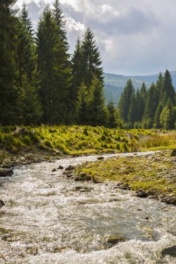 bir çam ormanı ile akar bir dağ nehir