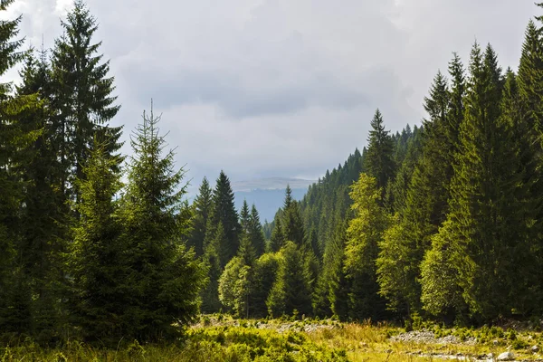 Un río de montaña que fluye a través de un bosque de pinos — Foto de Stock