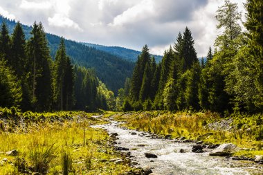 bir çam ormanı ile akar bir dağ nehir
